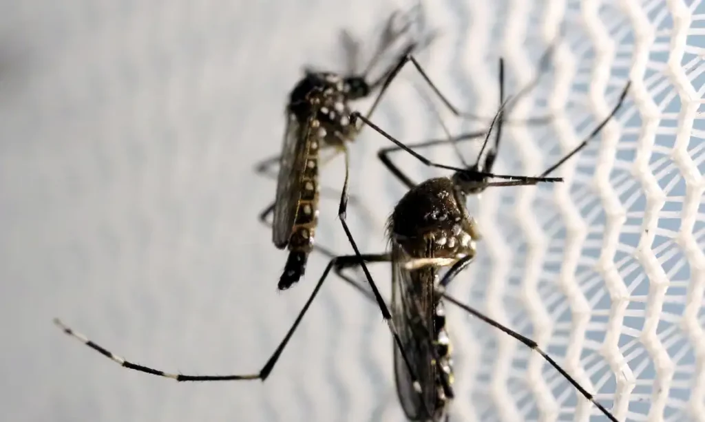 saude-confirma-mais-um-obito-por-dengue-em-rio-preto-em-2025